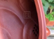 《魚化龍套組》